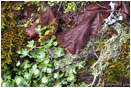 Royalty Free Stock Photo: Forest Floor