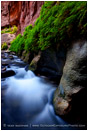 Where The Green Fern Grows Stock Image, Zion, Utah