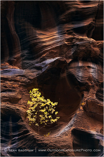 Story In Stone II Print, Zion, Utah
