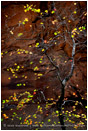 Sandstone Autumn Stock Image, Zion, Utah