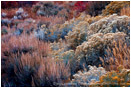 Desert Garden Stock Image, Great Basin, Nevada