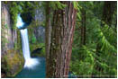 Rights Managed Stock Photo: Toketee Falls