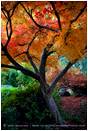 Fall Fantasy Stock Image, Ashland, Oregon