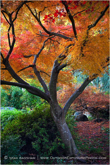 Fall Fantasy Print, Ashland, Oregon
