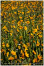 Yellow Wildflowers Stock Image, Oregon