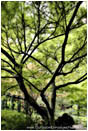 Royalty Free Stock Photo: Diffused