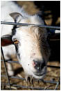 Goat Stock Image