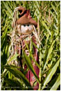 Scarecrow Stock Image