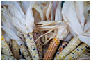 Corn Harvest Stock Image