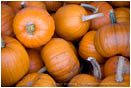 Pumpkins Stock Image