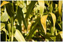 Corn Stalks Stock Image