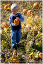 Kid in a Pumpkin Patch Stock Image