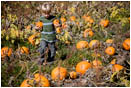 Kid in a Pumpkin Patch 3 Stock Image