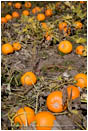 Pumpkin Patch Stock Image