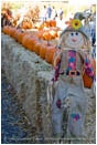 Scarecrow 3 Stock Image