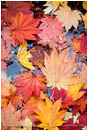 Fall Leaves Stock Image