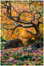 Bonsai Maple 2 Stock Image, Lithia Park, Ashland, Oregon