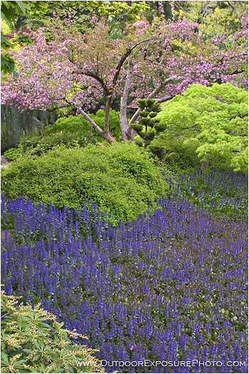 Royalty Free Stock Photo: Japanese Garden In Spring