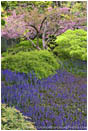 Royalty Free Stock Photo: Japanese Garden In Spring