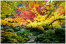 Japanese Garden Fall 6 Stock Image, Lithia Park, Ashland, Oregon