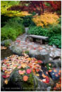 Japanese Garden Fall 8 Stock Image, Lithia Park, Ashland, Oregon