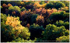 Fall Trees on Lower Table Rock Stock Image Medford, Oregon