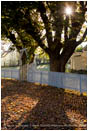 Fall Picket Fence 2 Stock Image Ashland, Oregon