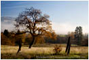 Lone California Black Oak Stock Image Ashland, Oregon