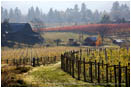 Fall Vineyards Stock Image Southern Oregon