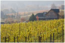 Fall Vineyards 2 Stock Image Southern Oregon
