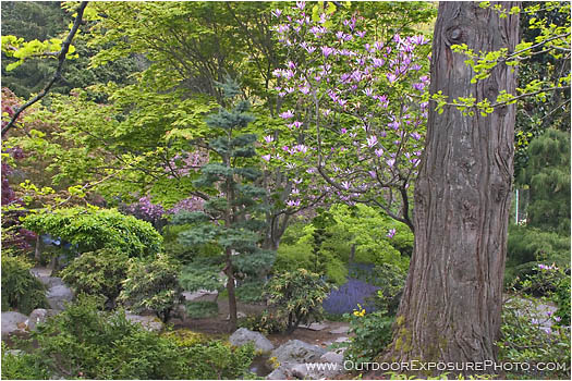 Rights Managed Stock Photo: Japanese Garden In Spring II