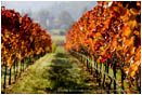 Fall Vineyards 3 Stock Image Southern Oregon