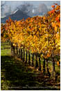 Fall Vineyards 4 Stock Image Southern Oregon