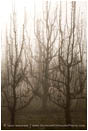 Pear Orchard in Fog Stock Image Oregon