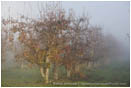Pear Orchard in Fog 2 Stock Image Oregon