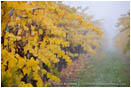 Fall Vineyards 5 Stock Image Southern Oregon