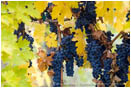 Fall Vineyards 6 Stock Image Southern Oregon