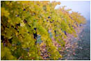 Fall Vineyards 7 Stock Image Southern Oregon