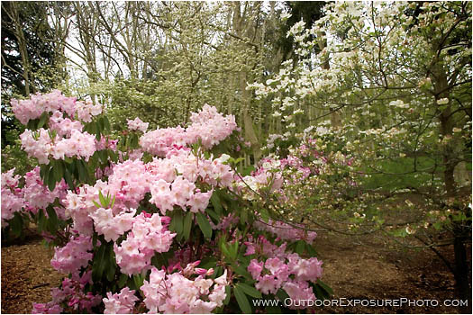 Royalty Free Stock Photo: Rhododendrons And Dogwood