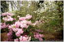 Royalty Free Stock Photo: Rhododendrons And Dogwood