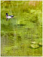 Wood Duck in Pond Stock Image Ashland, Oregon