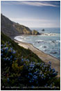 Ceanothus Coast Stock Image Northern California