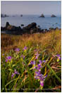Wild Iris Stock Image Oregon Coast
