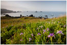 Wild Iris 2 Stock Image Oregon Coast