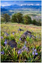 Wildflowers on Roxy Ann Butte Stock Image Medford, Oregon