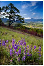 Wildflowers on Roxy Ann Butte 2 Stock Image Medford, Oregon