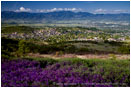 Wildflowers on Roxy Ann Butte 3 Stock Image Medford, Oregon