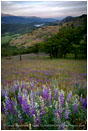 Wildflowers on Greensprings Highway Stock Image Ashland, Oregon