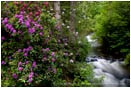 Ashland Creek with Rhododendrons Stock Image Ashland, Oregon