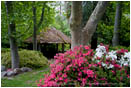 Azalea Bushes by Picinic Hut Stock Image Ashland, Oregon